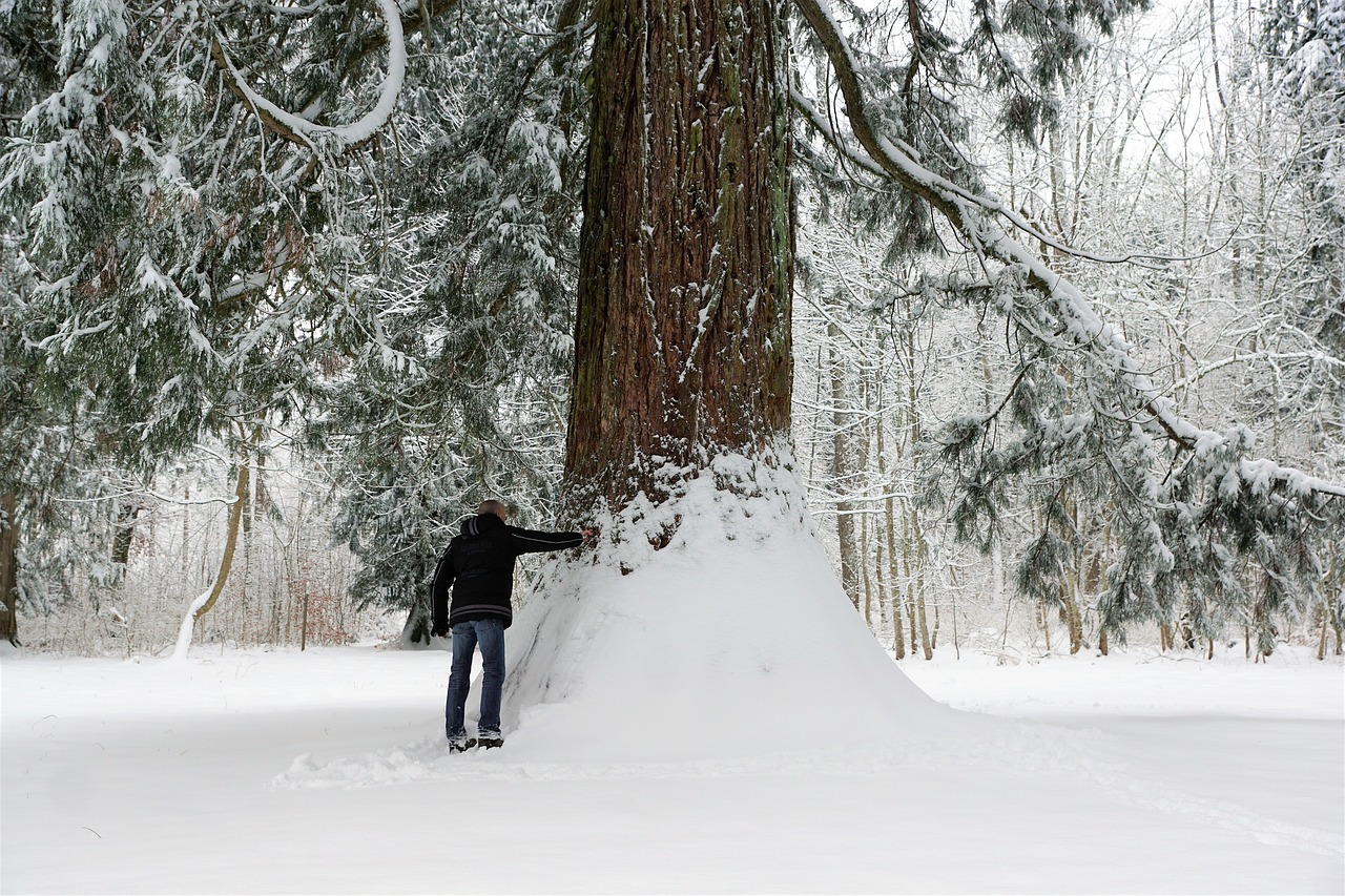 snow winter cold free photo