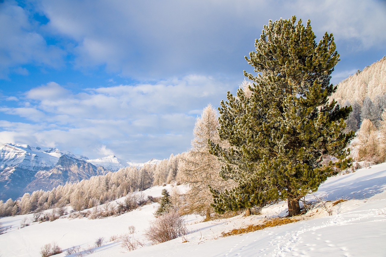 snow winter nature free photo