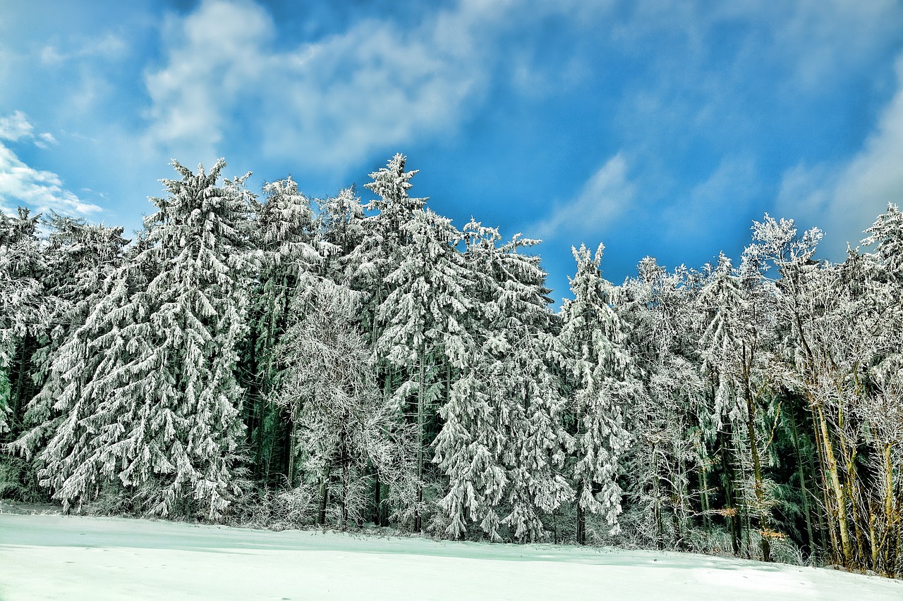 snow winter conifer free photo