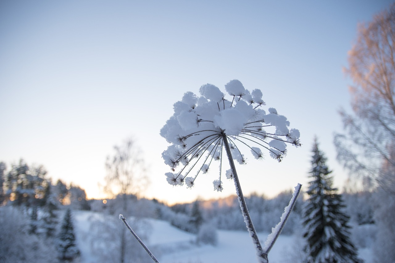 snow winter cold free photo