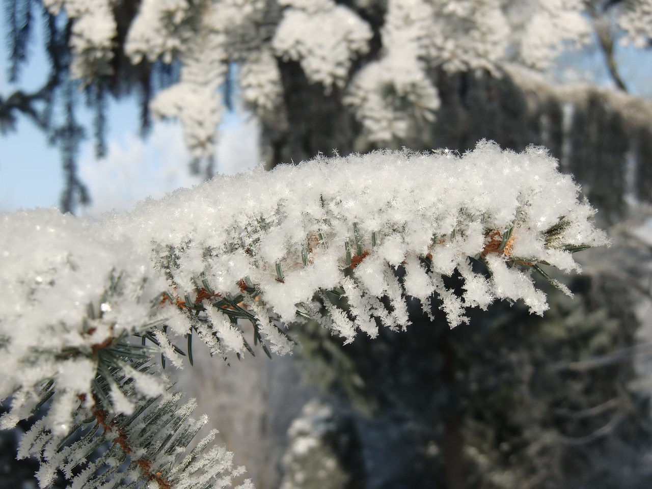 snow frost branch free photo