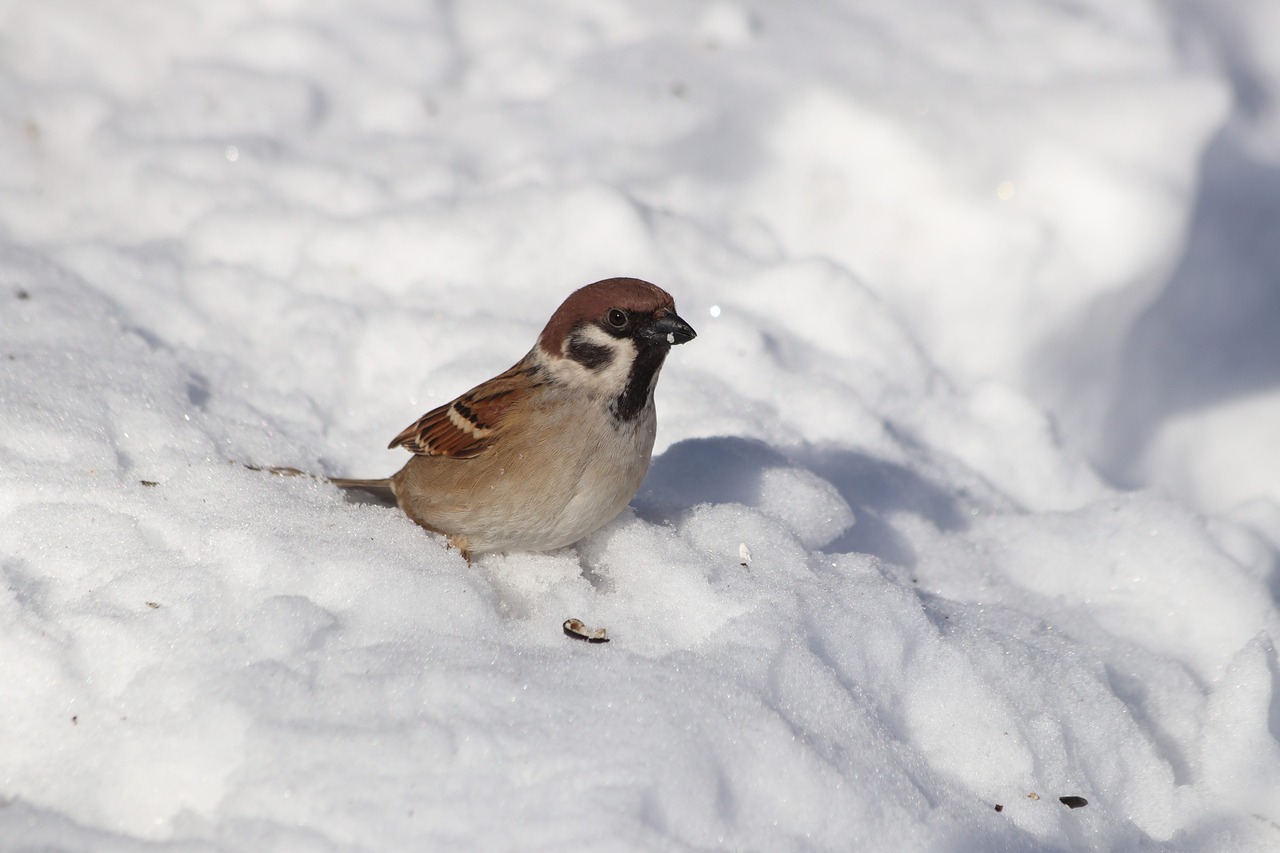 snow winter bird free photo