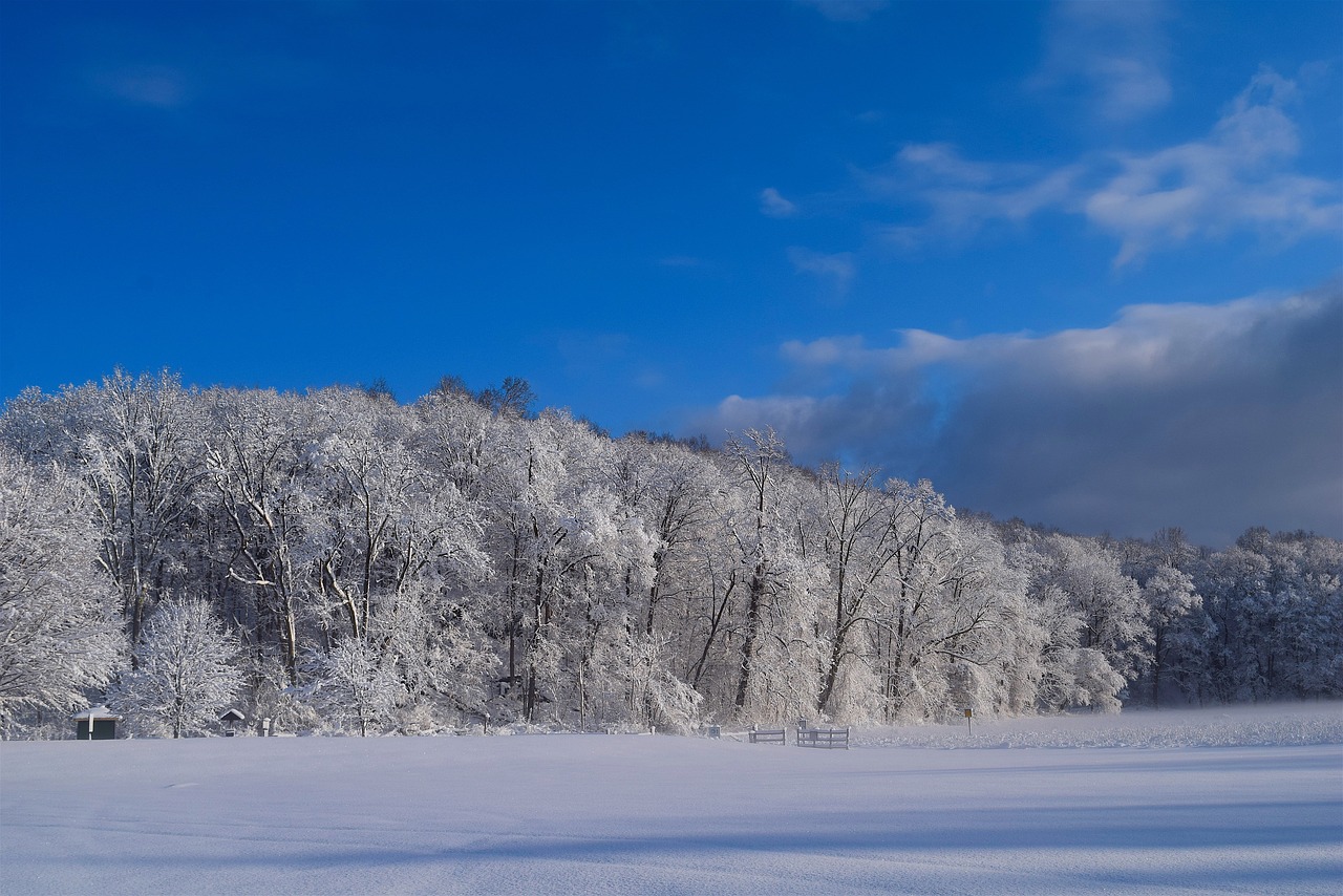 snow trees winter free photo