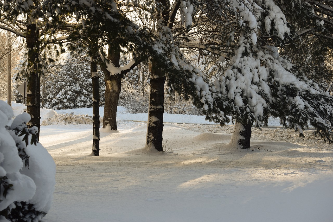 snow winter tree free photo