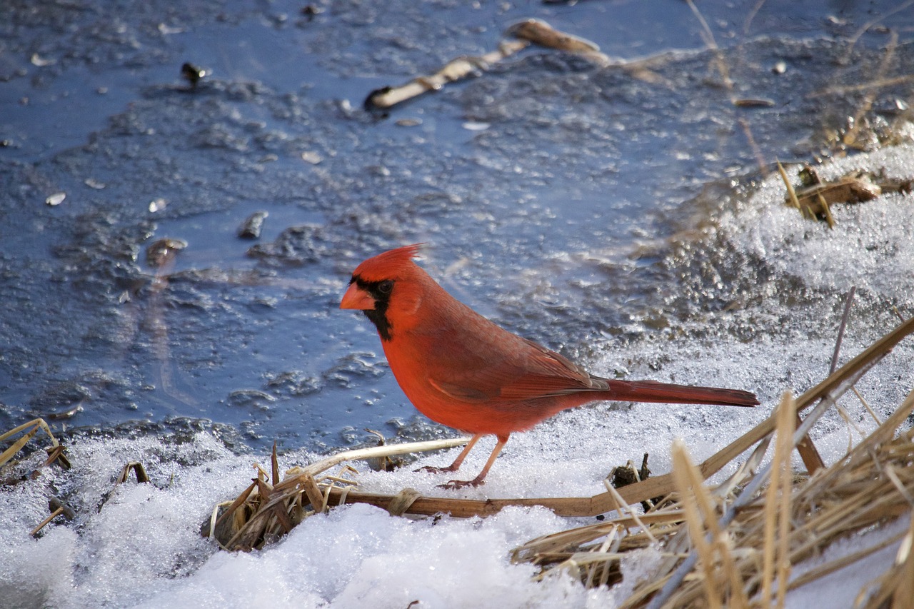 snow winter bird free photo