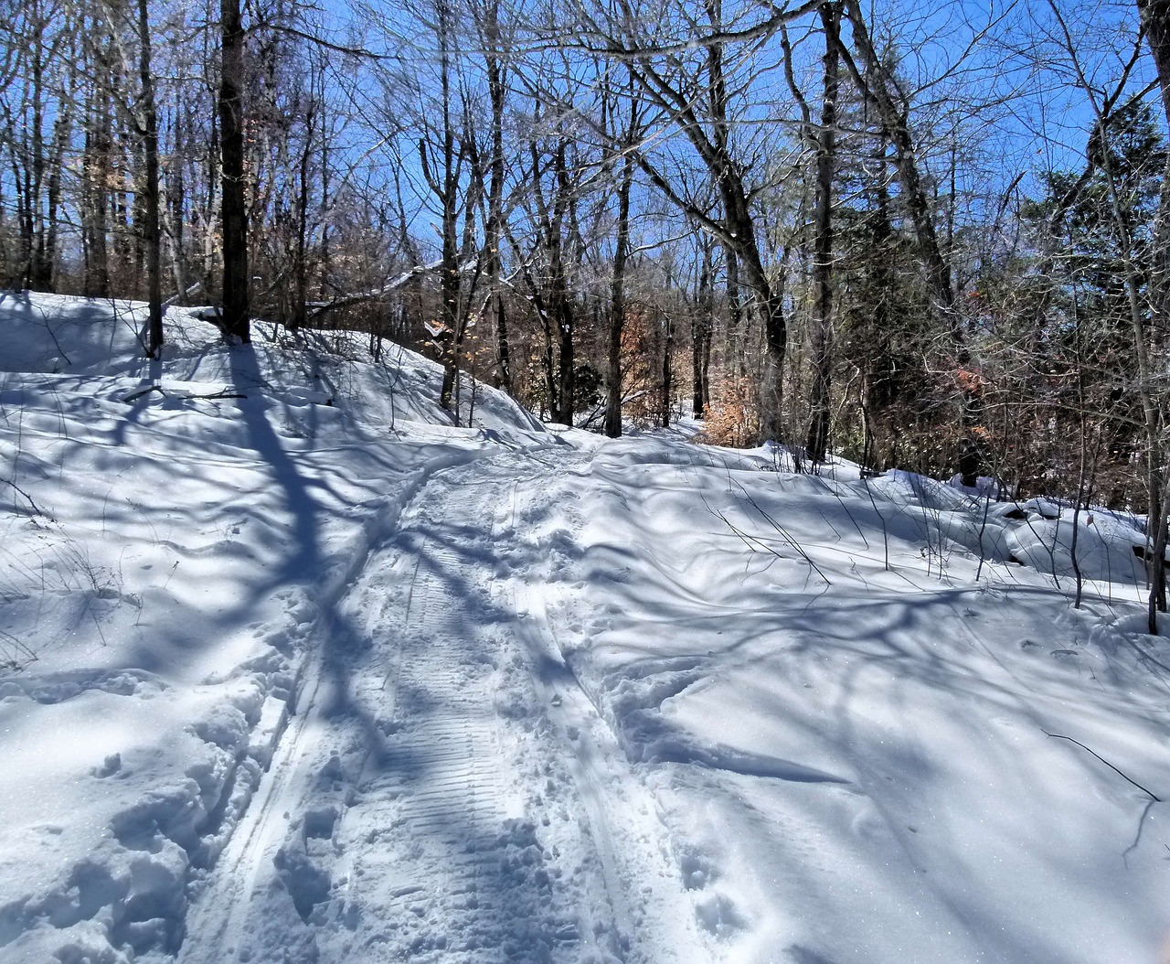 snow winter forest free photo