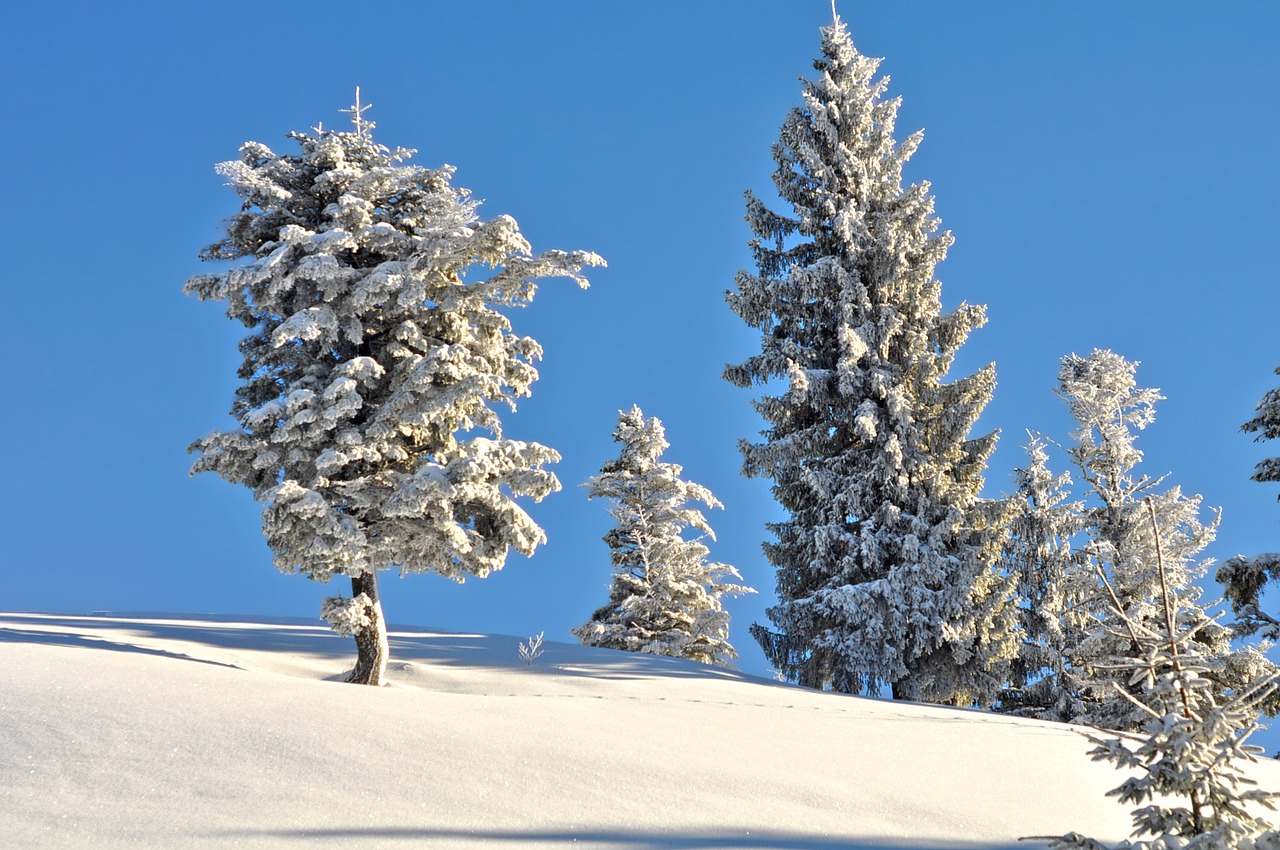 snow winter frost free photo