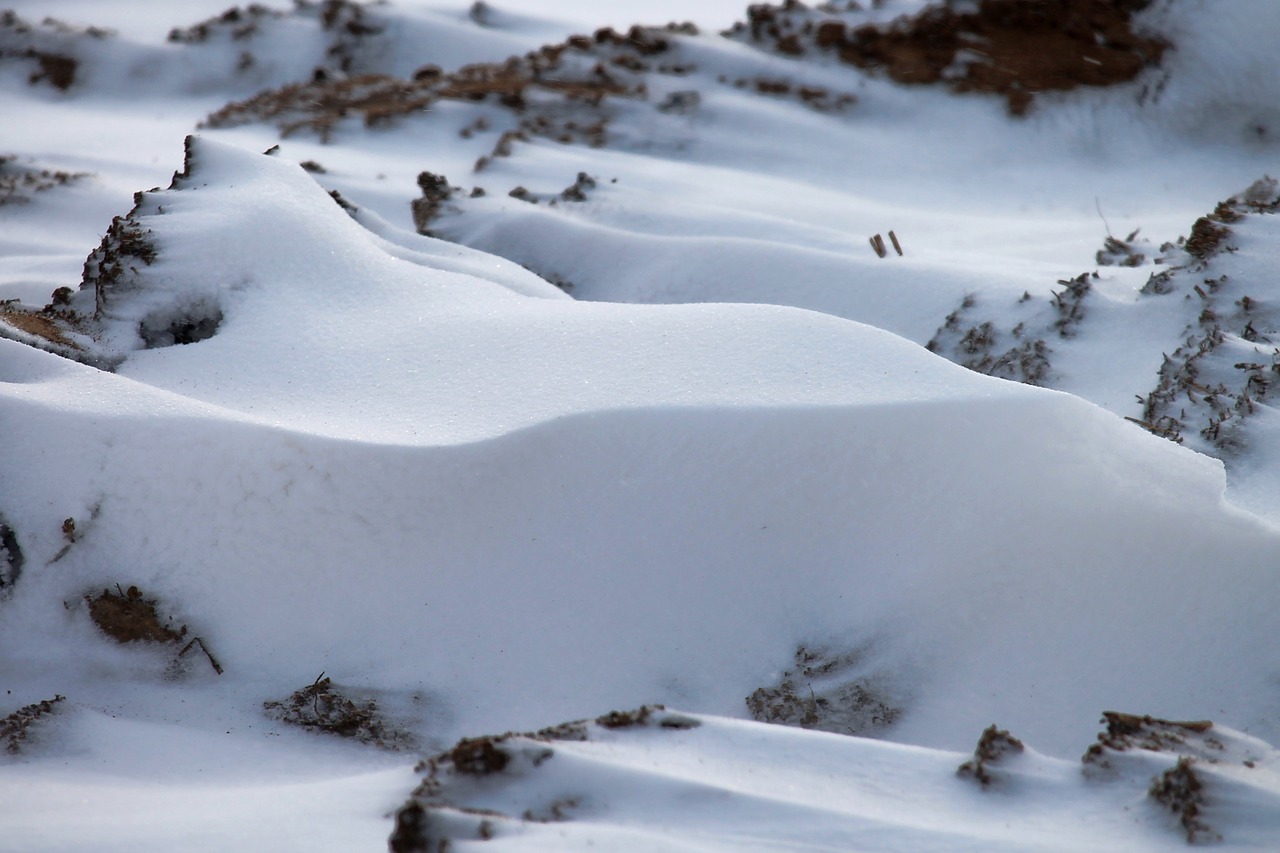 snow winter cold free photo