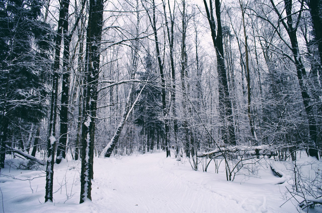 snow winter wood free photo