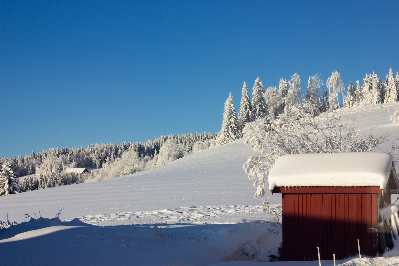 snow winter cold free photo