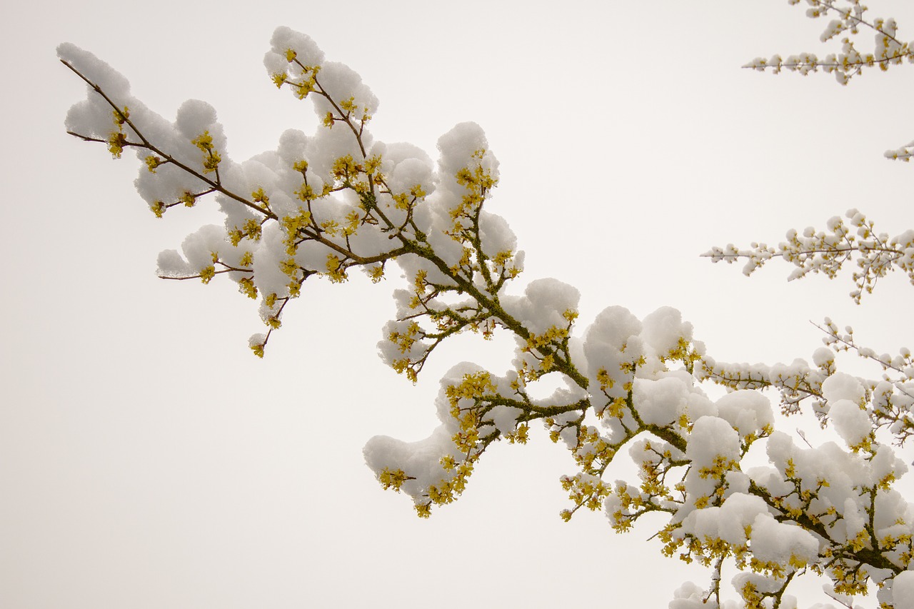 snow march snow flowers free photo