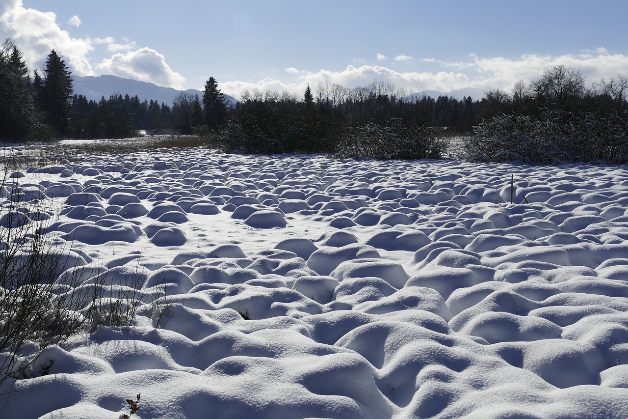 snow winter nature free photo