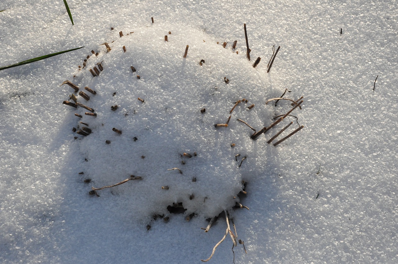 snow winter plant free photo