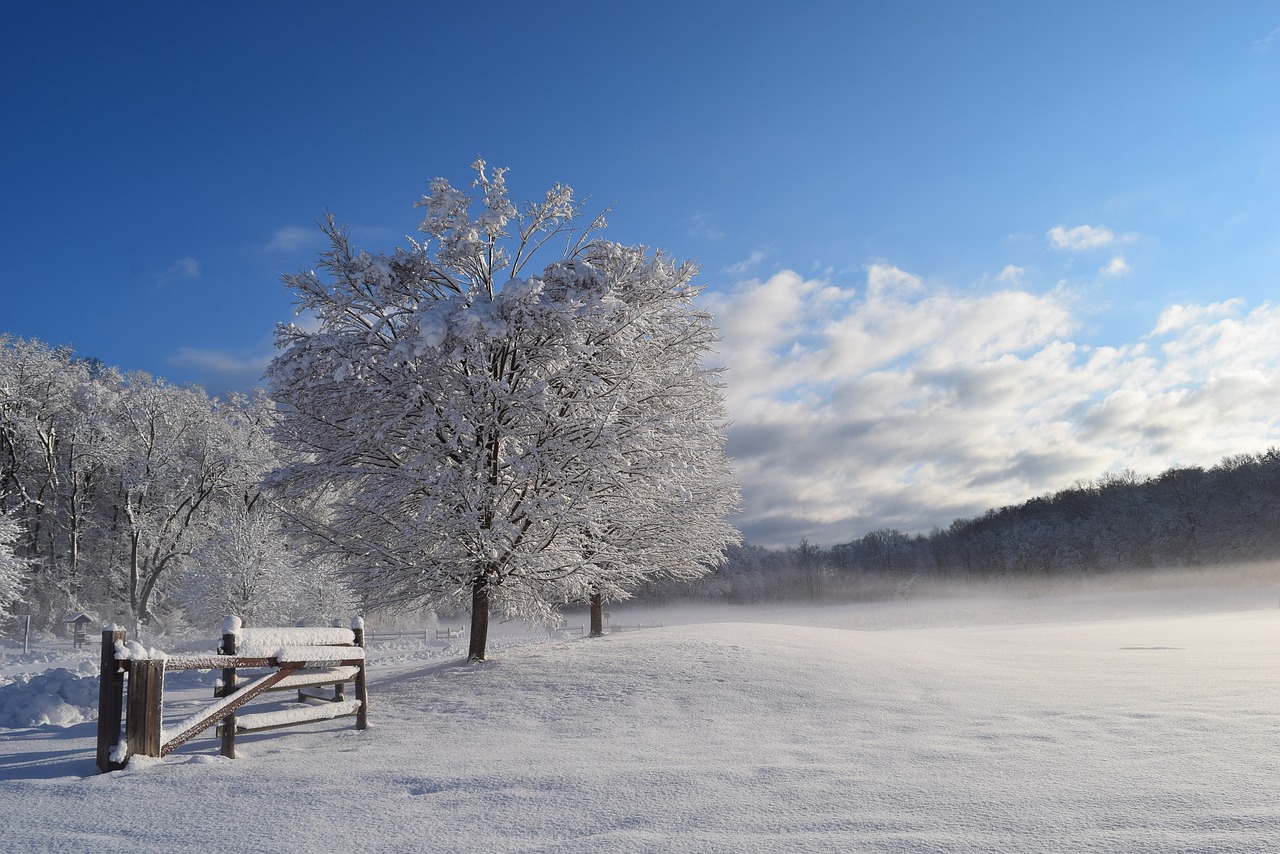 snow tree winter free photo