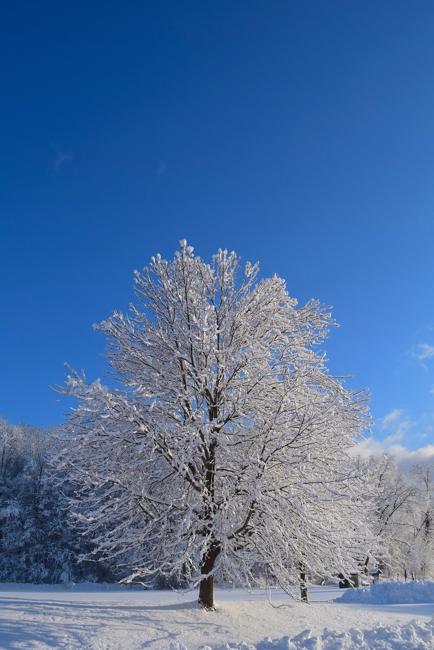 snow tree winter free photo