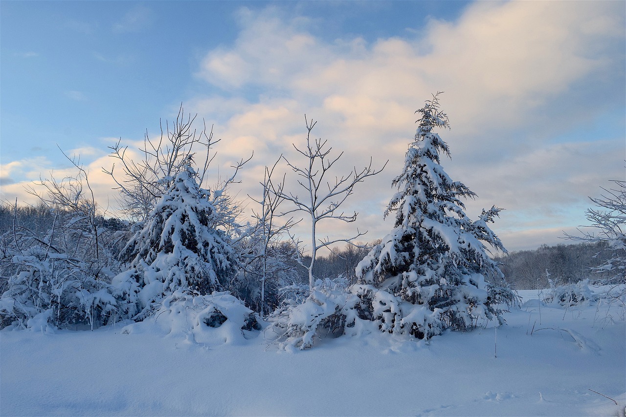 snow tree winter free photo