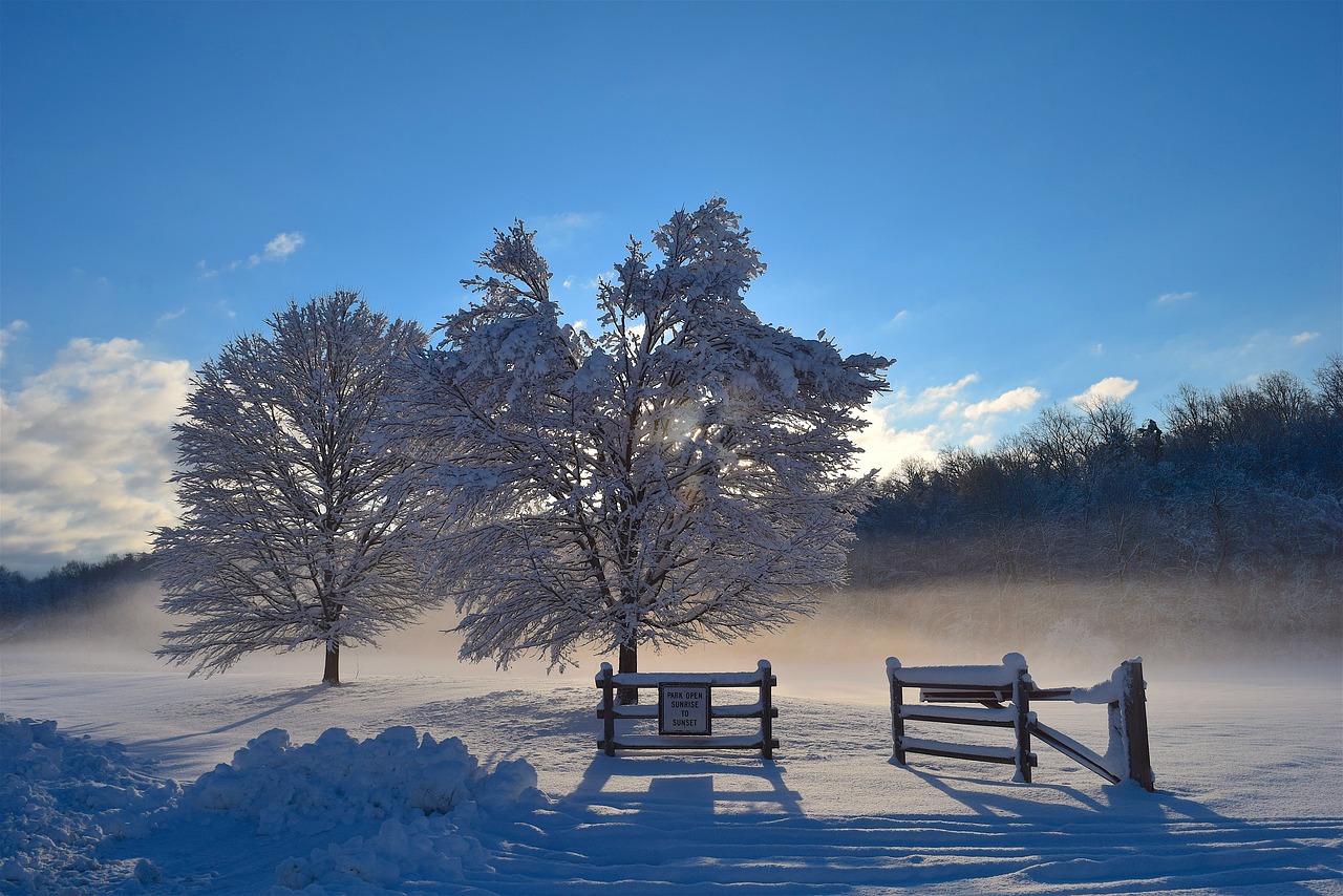 snow trees sunlight free photo