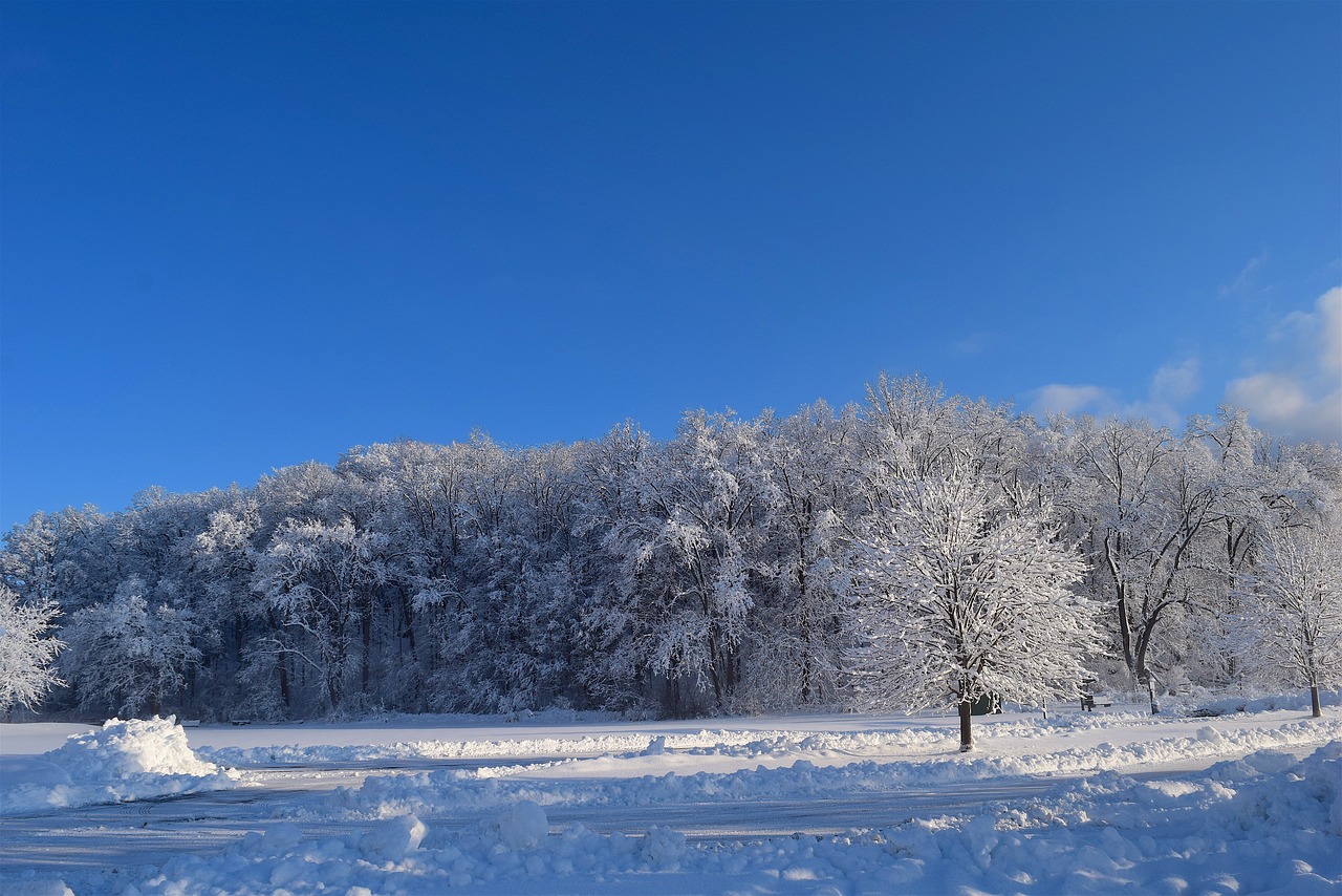 snow trees winter free photo