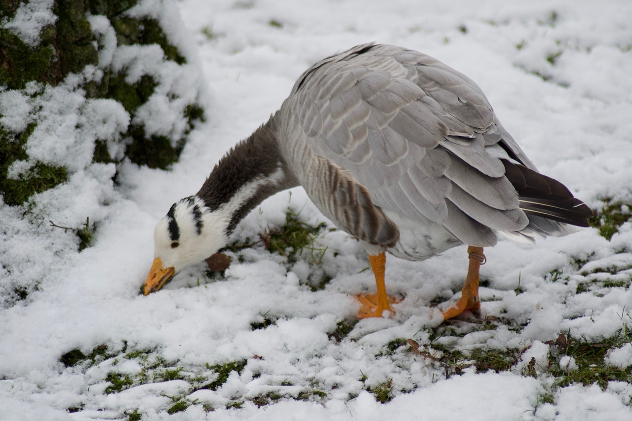 snow winter bird free photo