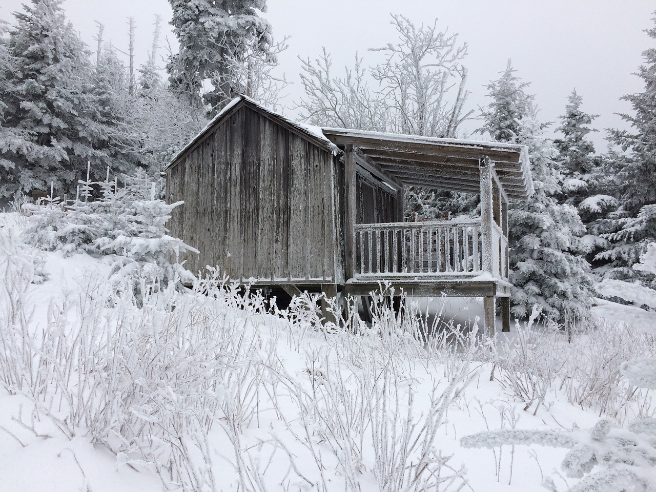 snow winter wood free photo