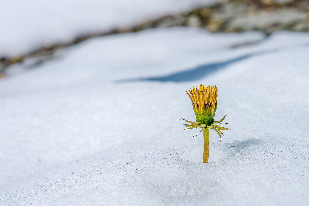 snow nature winter free photo