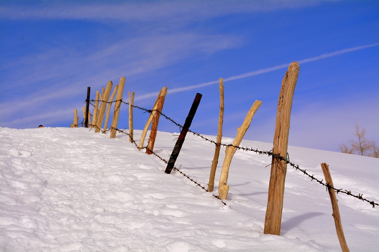 snow winter wood free photo