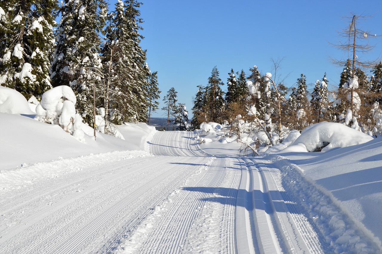 snow winter track free photo