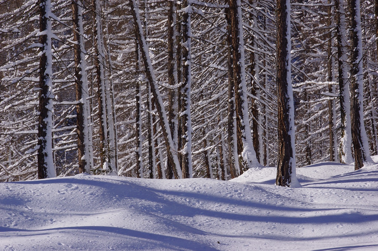 snow  winter  wood free photo