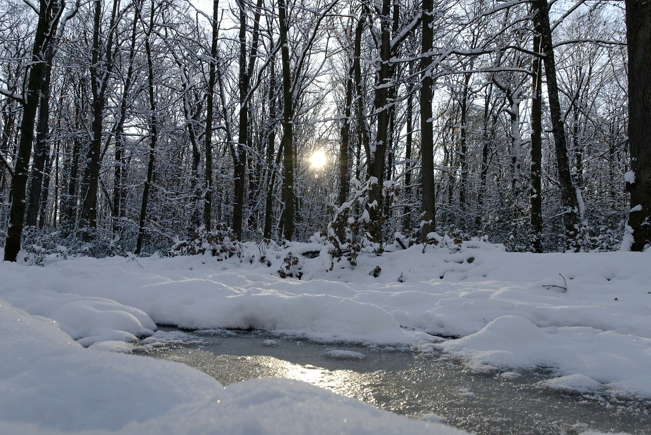 snow forest nature free photo