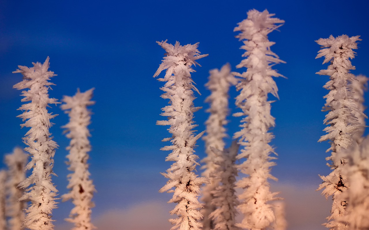 snow  frost  winter free photo