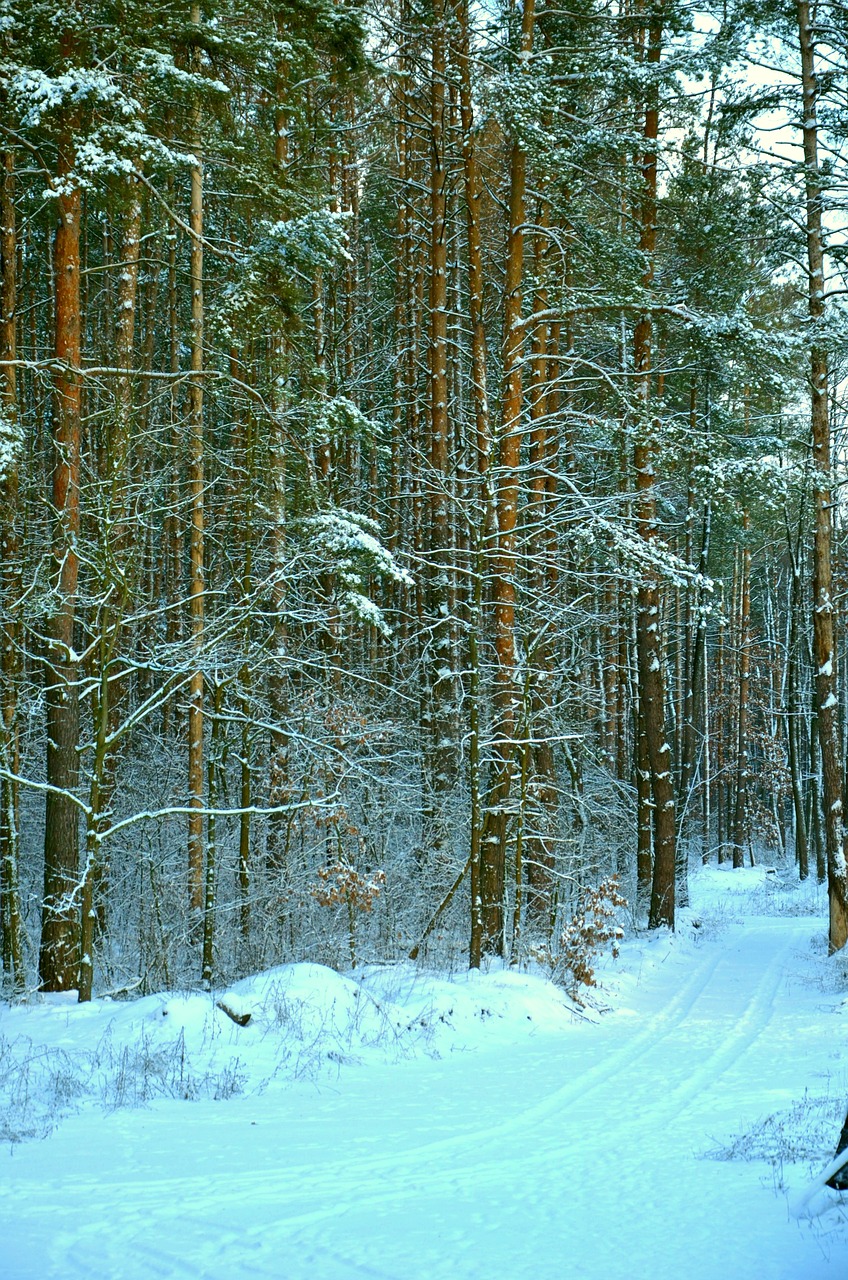 snow  winter  nature free photo