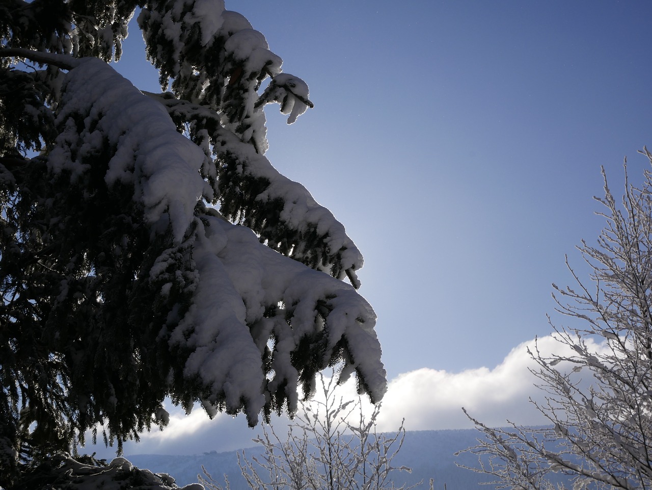 snow  winter  tree free photo