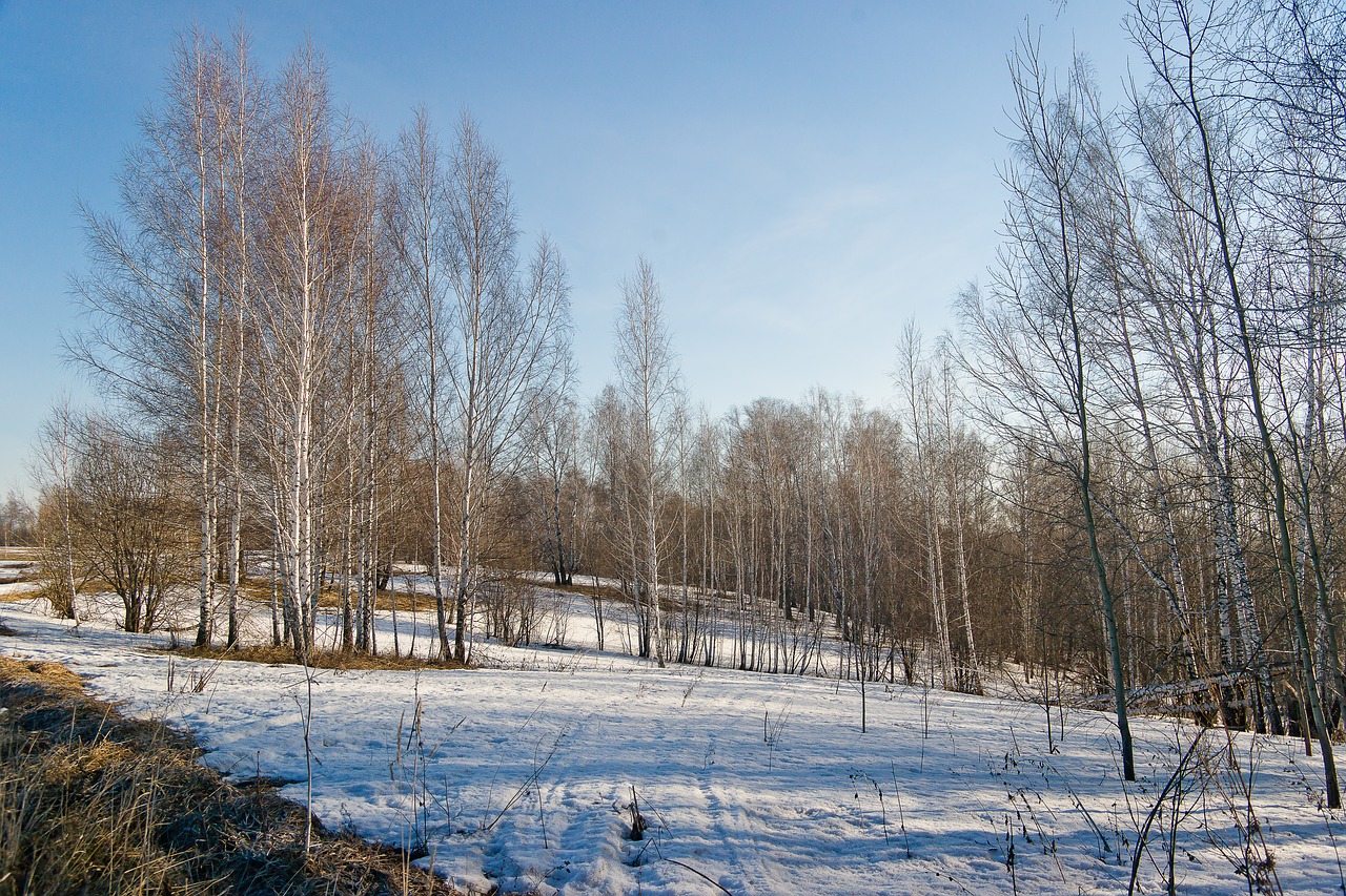 snow  nature  spring free photo