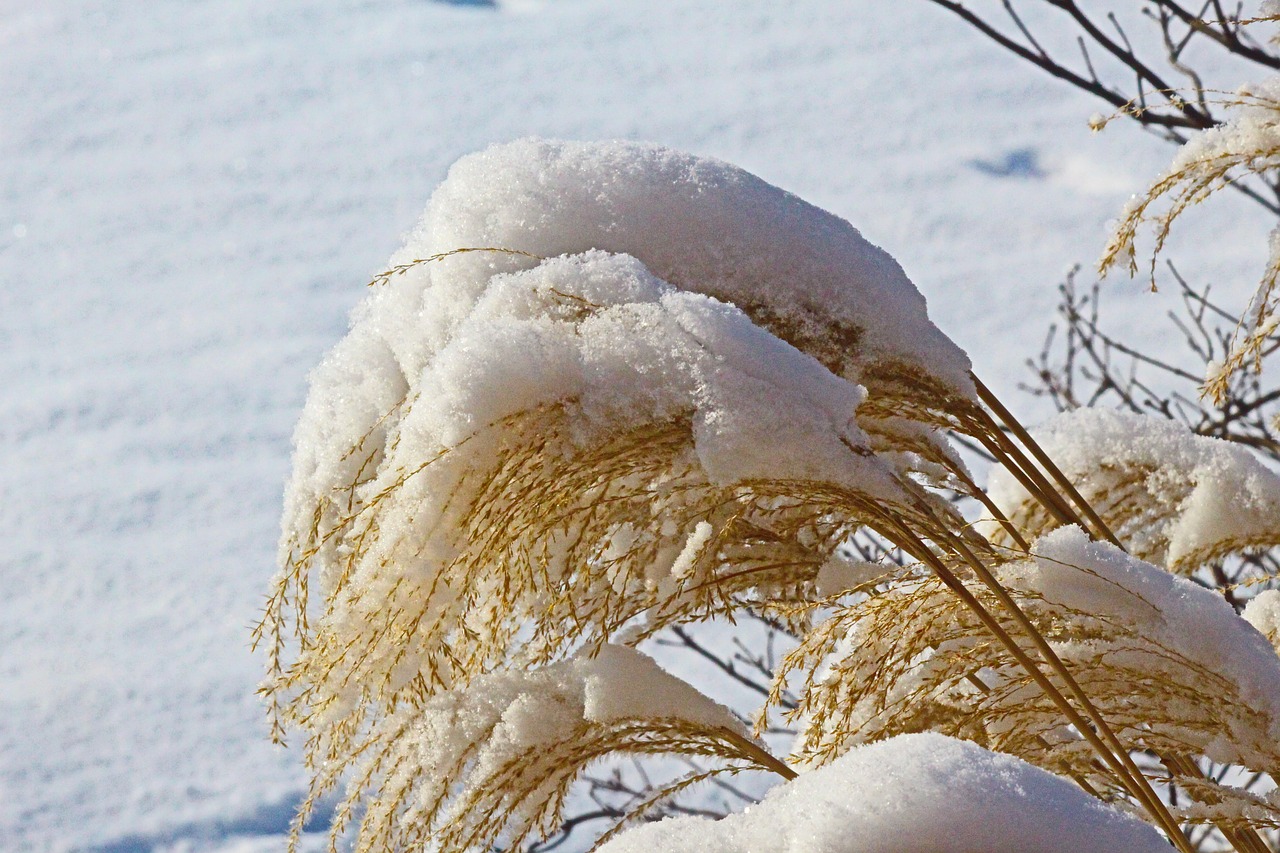 snow  grass  white free photo