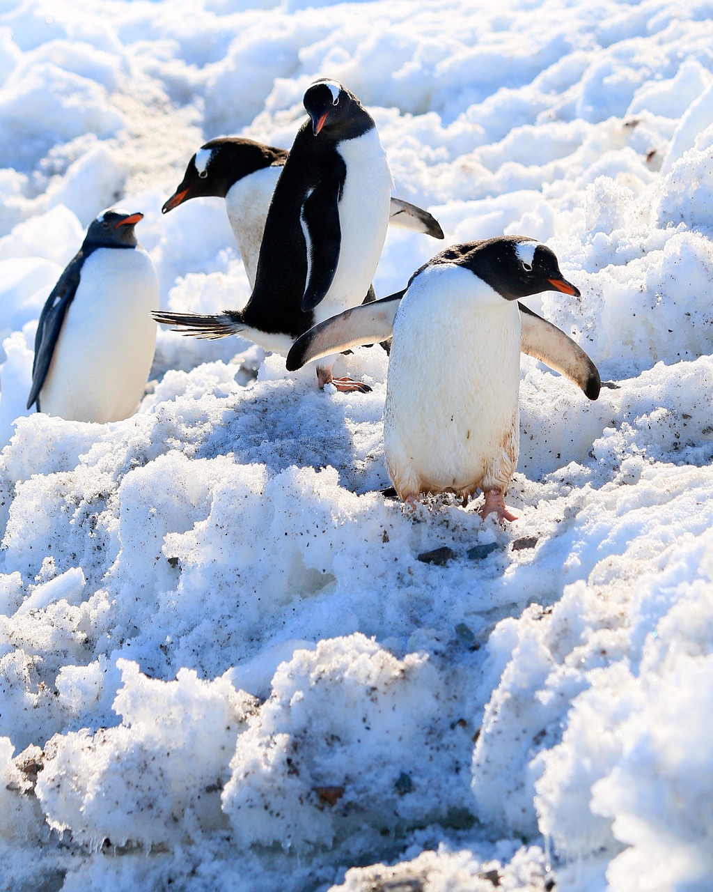 snow  penguins  water bird free photo