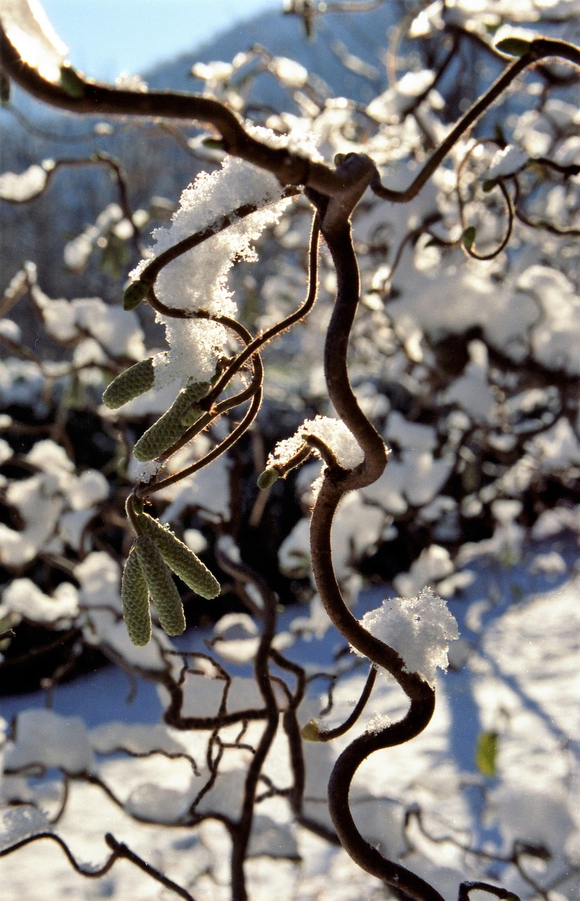 snow  ice  branch free photo