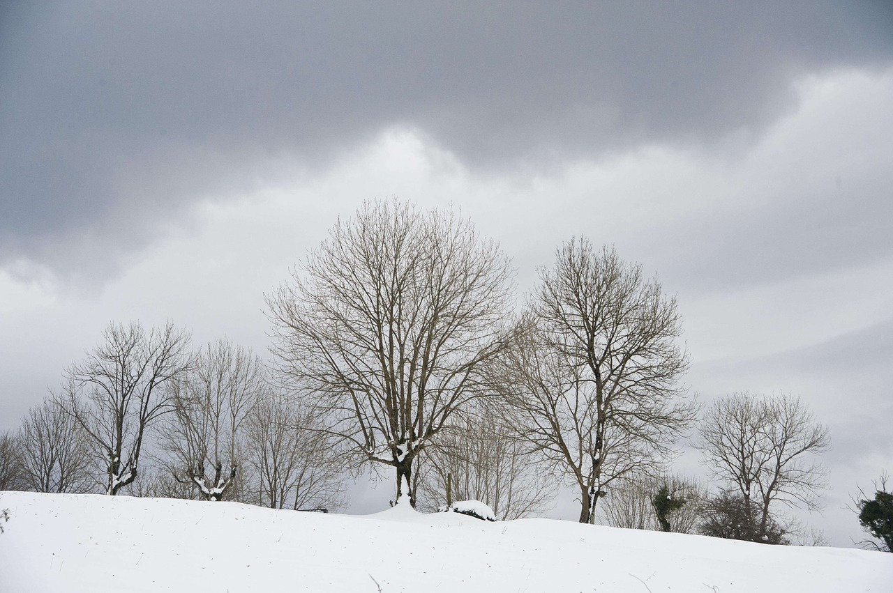 snow trees nature free photo