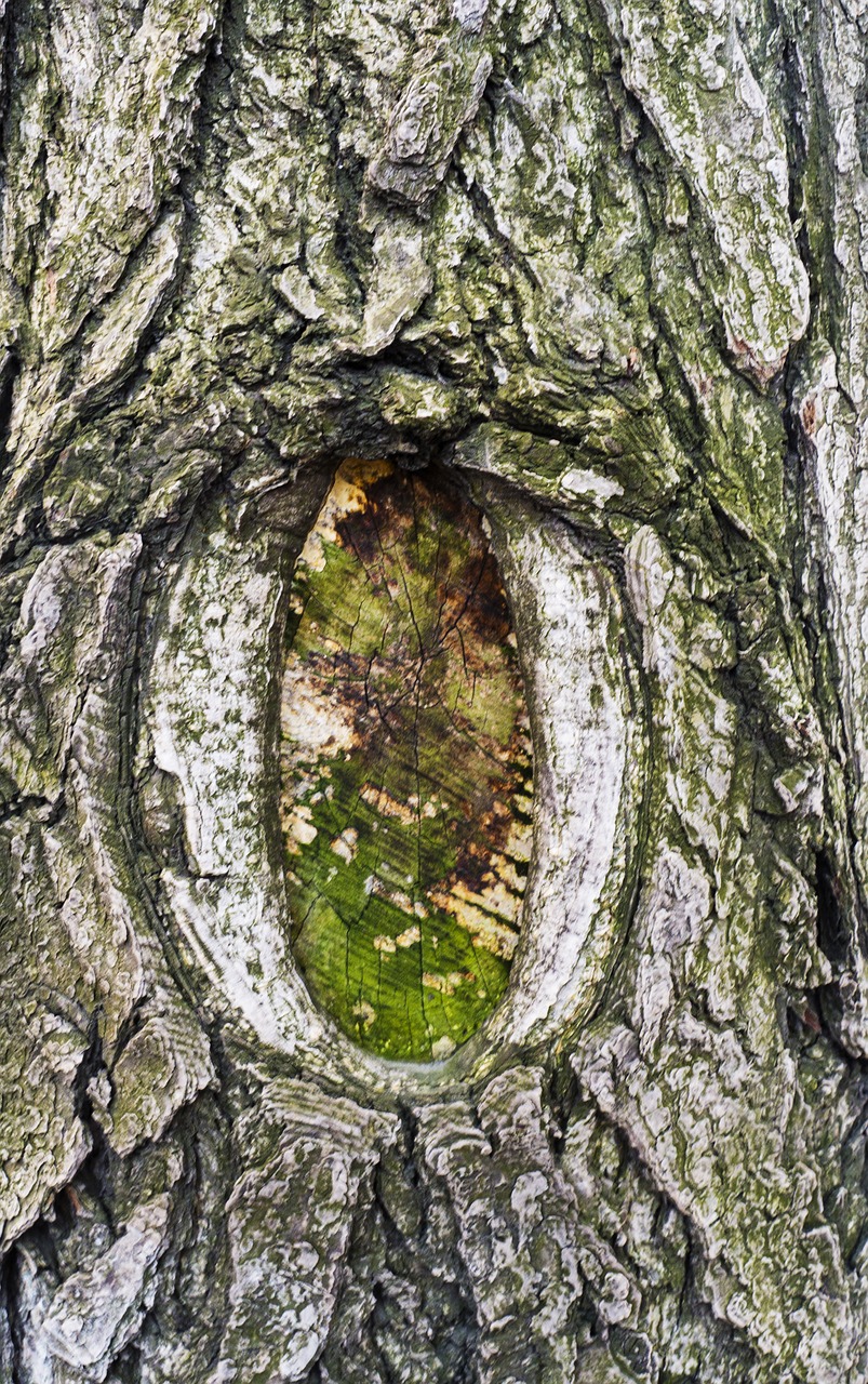 snow  wood  nature free photo