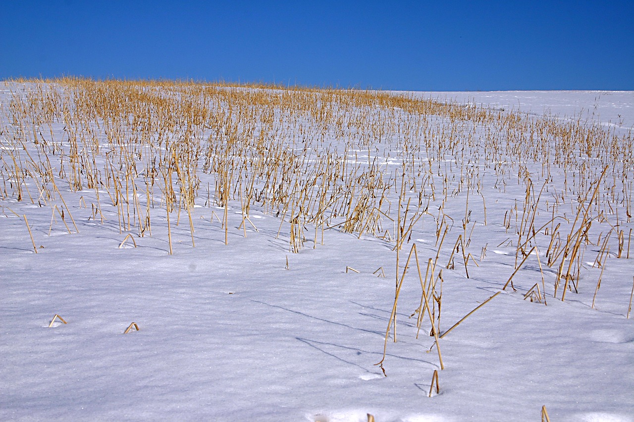 snow  austria  winter free photo