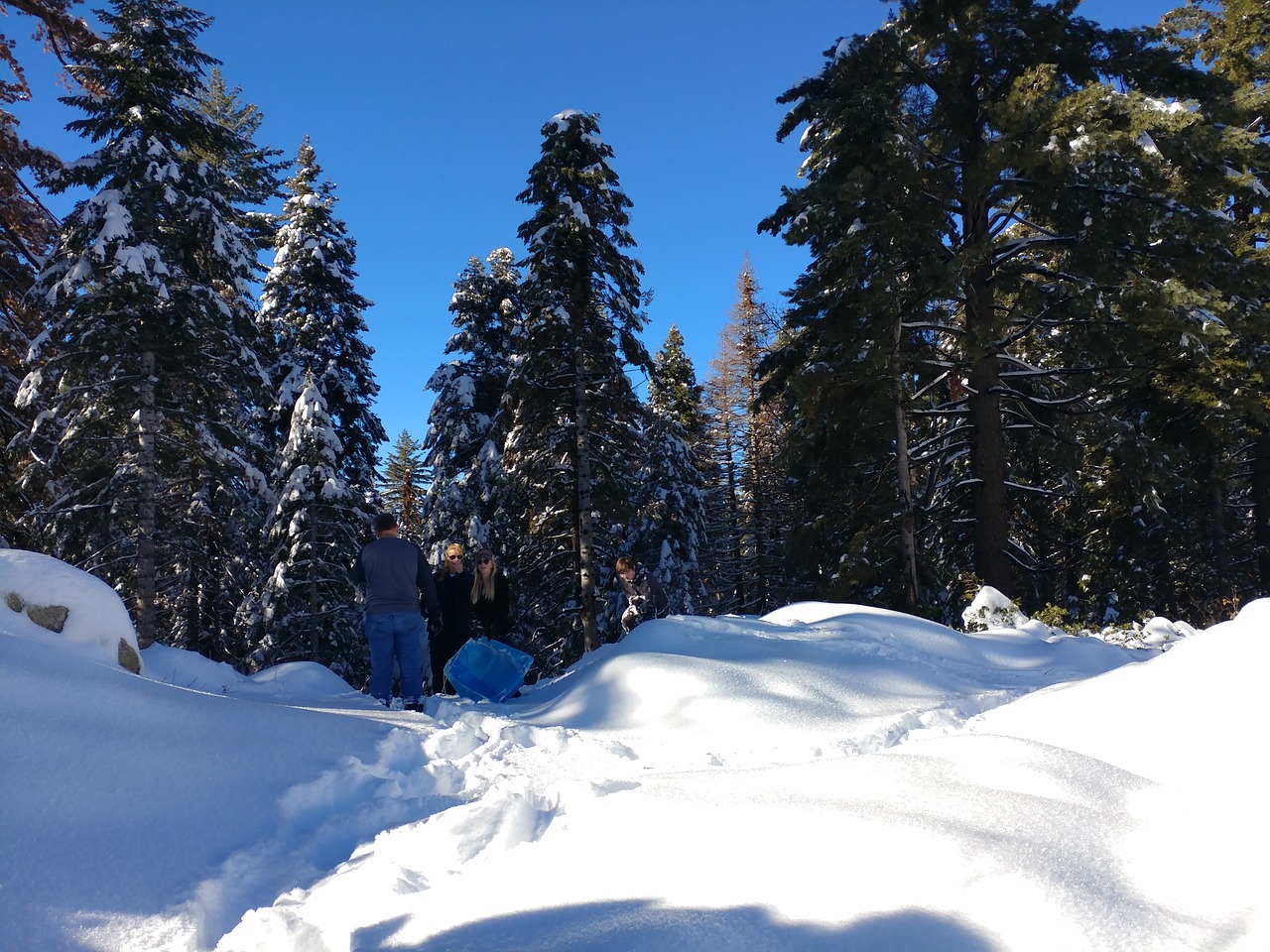 snow  pine trees  nature free photo