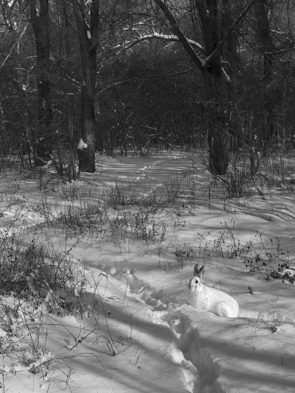 snow  path  hare free photo