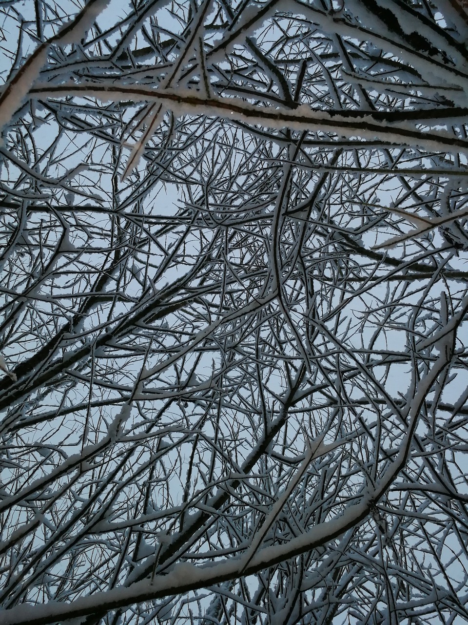 snow  winter  branches free photo