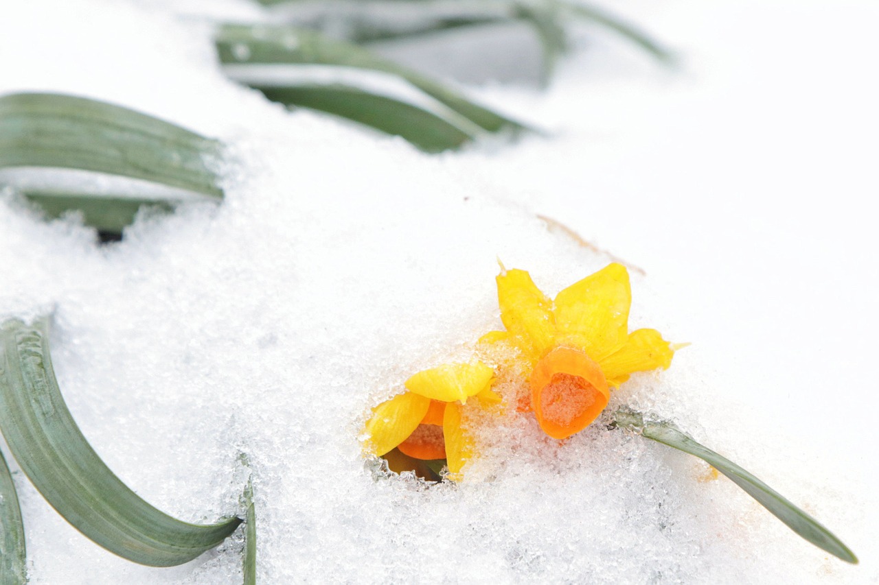 snow  daffodils  daffodil free photo