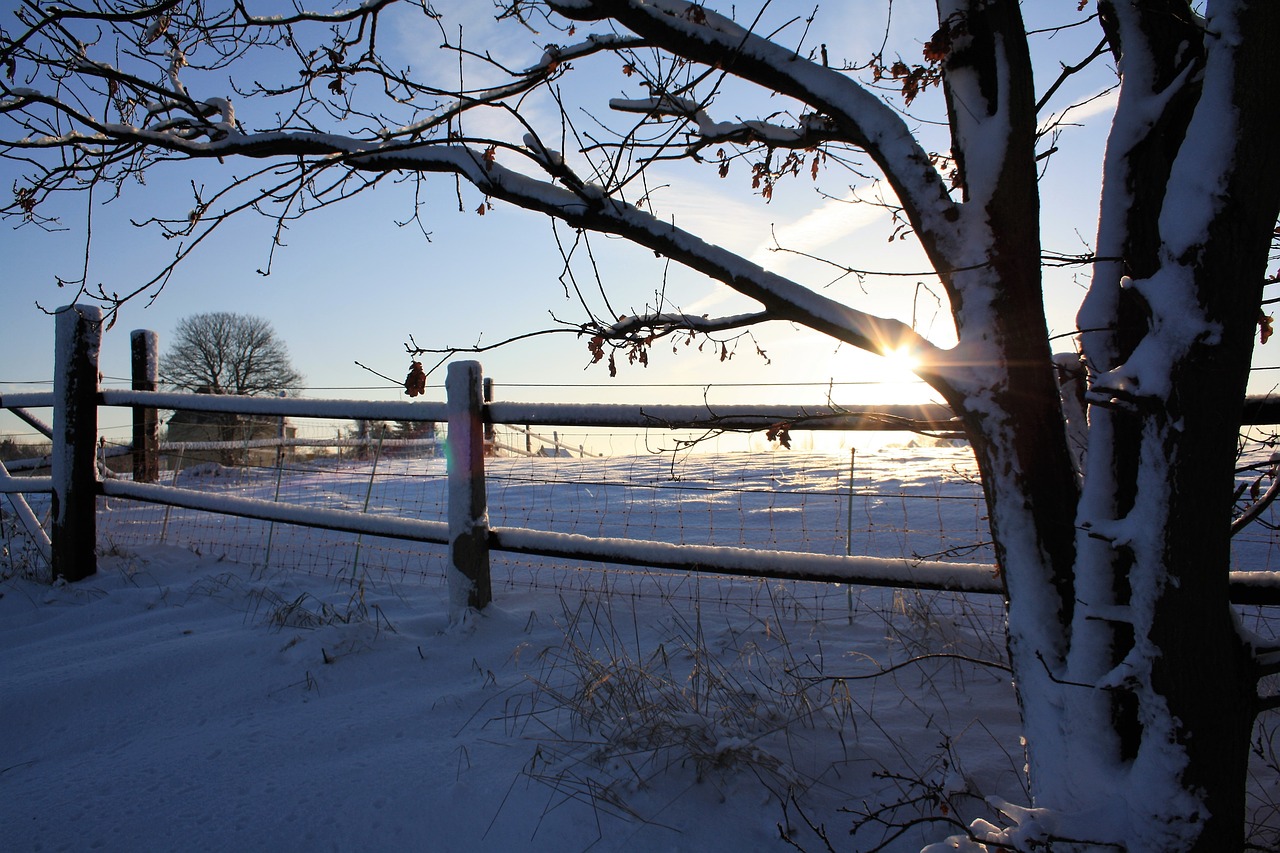 snow  wintry  nature free photo