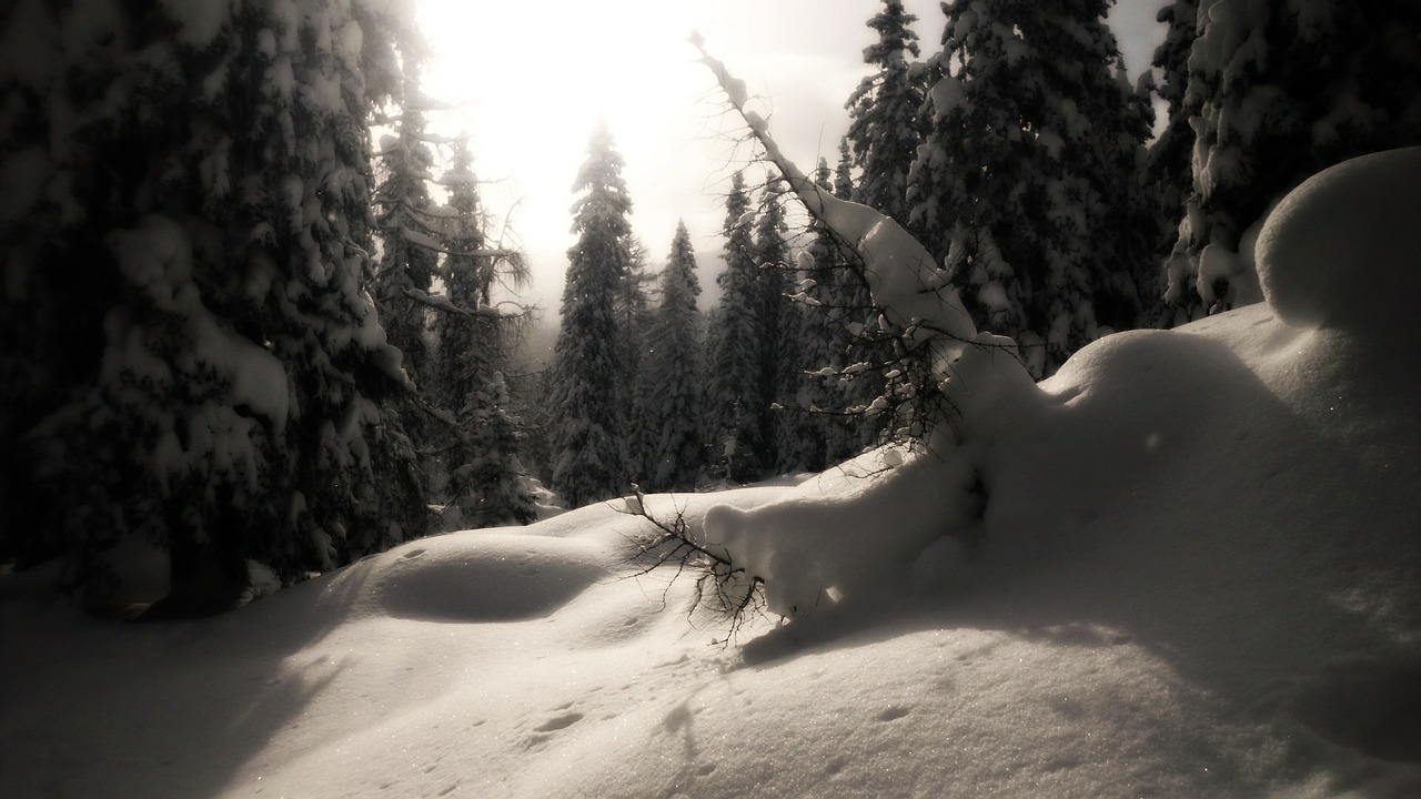 snow winter forest mountains free photo