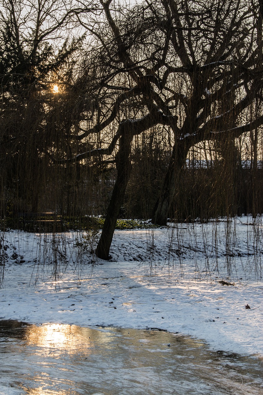 snow ice tree free photo