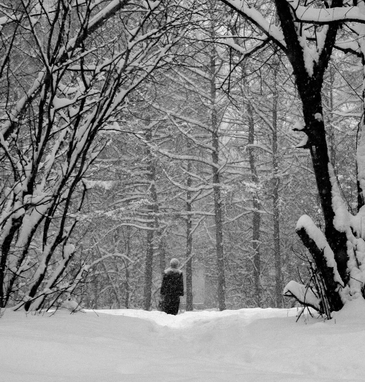 snow trees branch free photo