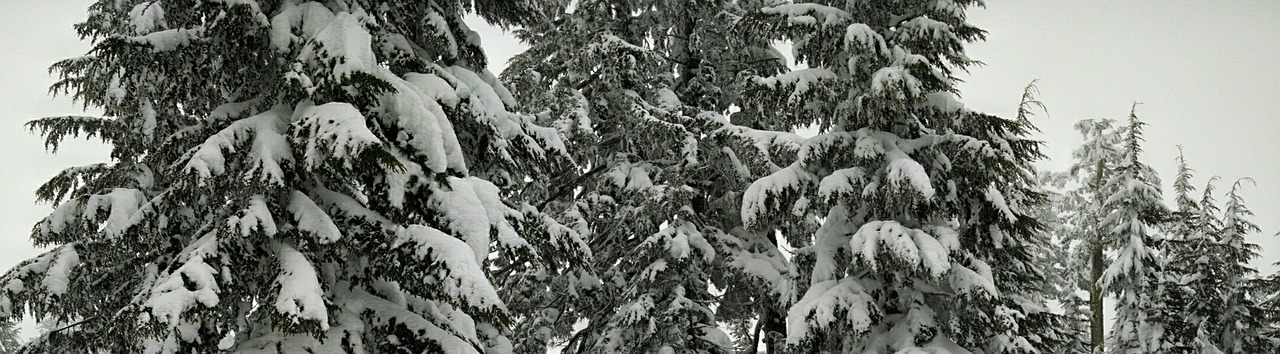 snow trees forest free photo