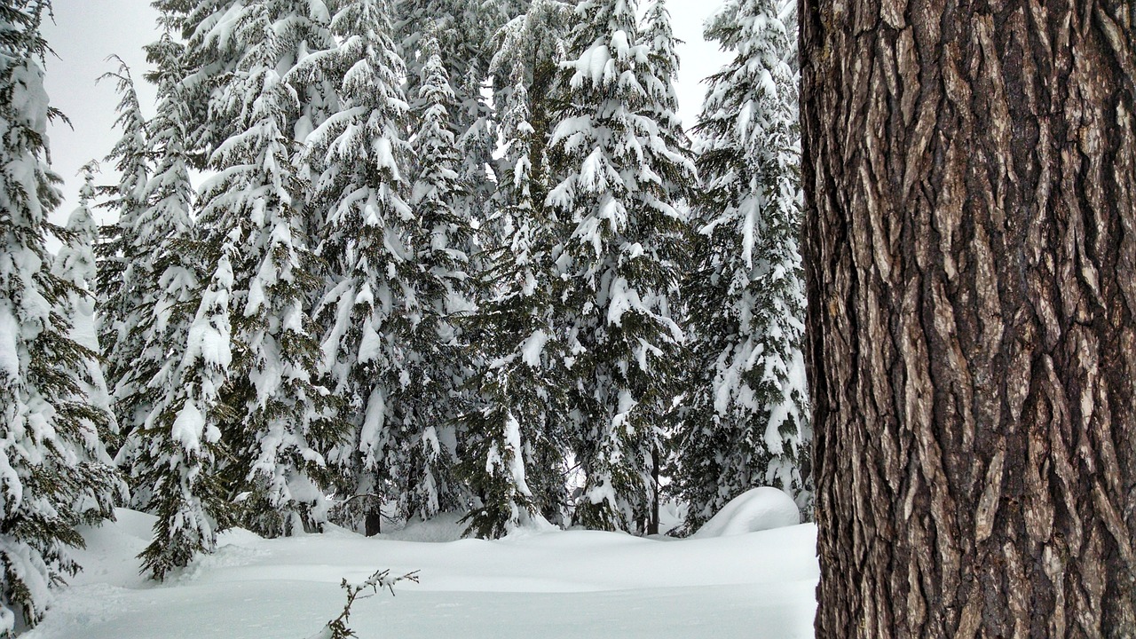 snow forest trees free photo