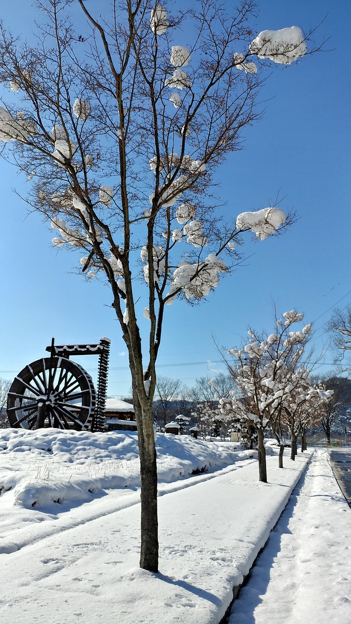 snow  nature  winter free photo